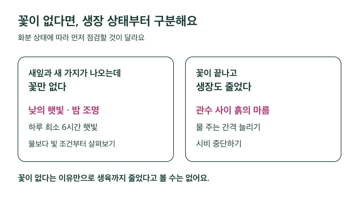 새잎과 새 가지가 나오는데 꽃만 없다면 빛부터, 꽃이 끝나고 생장도 줄었다면 관수 간격과 시비를 점검
