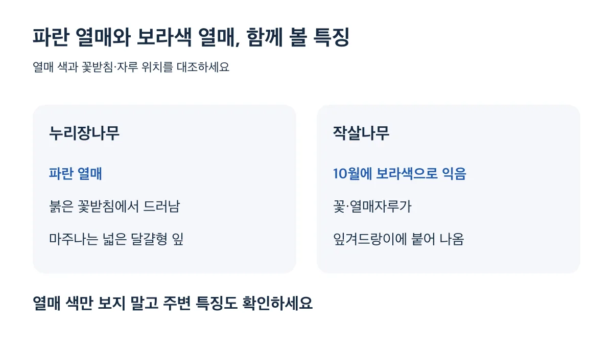 누리장나무는 붉은 꽃받침의 파란 열매, 작살나무는 보라색 열매와 잎겨드랑이에 붙은 자루를 대조하세요