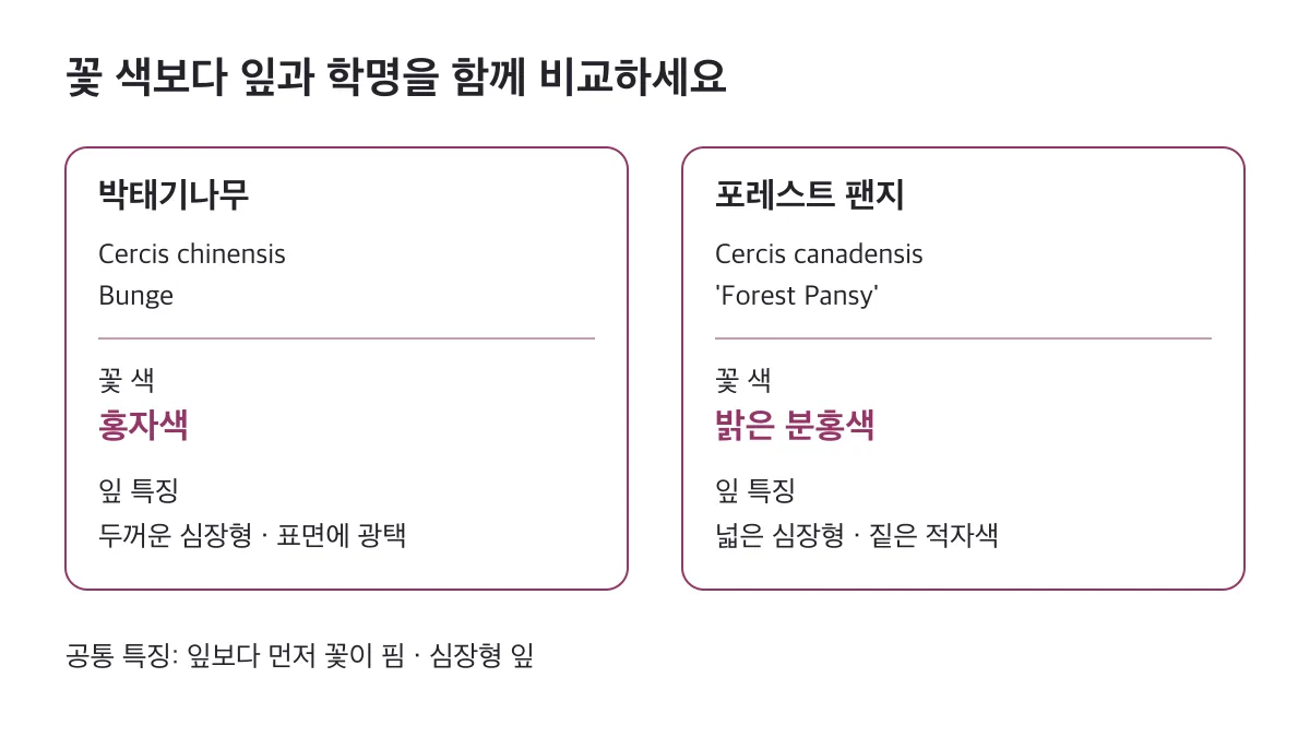 박태기나무와 포레스트 팬지는 꽃 색과 잎 특징이 다르므로 학명을 함께 비교해야 한다