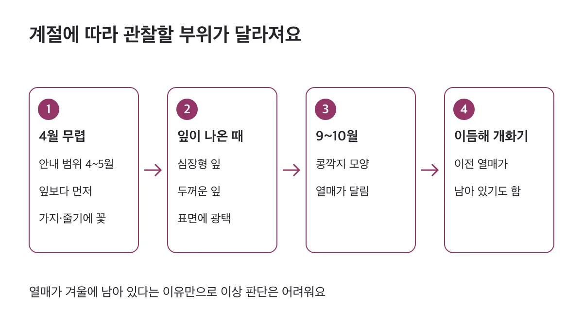 4월 무렵 꽃, 잎이 나온 때 심장형 잎, 9~10월 꼬투리와 이듬해 개화기까지 남기도 하는 열매의 관찰 순서