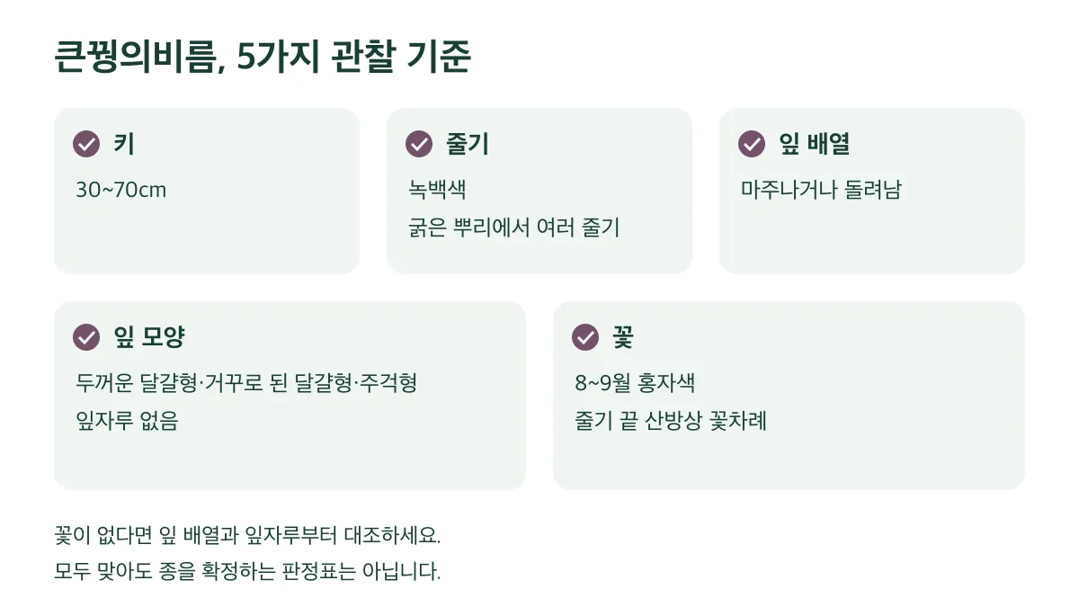 큰꿩의비름의 키·줄기·잎·꽃 5가지 기준을 대조하되 종을 확정하지는 않는다