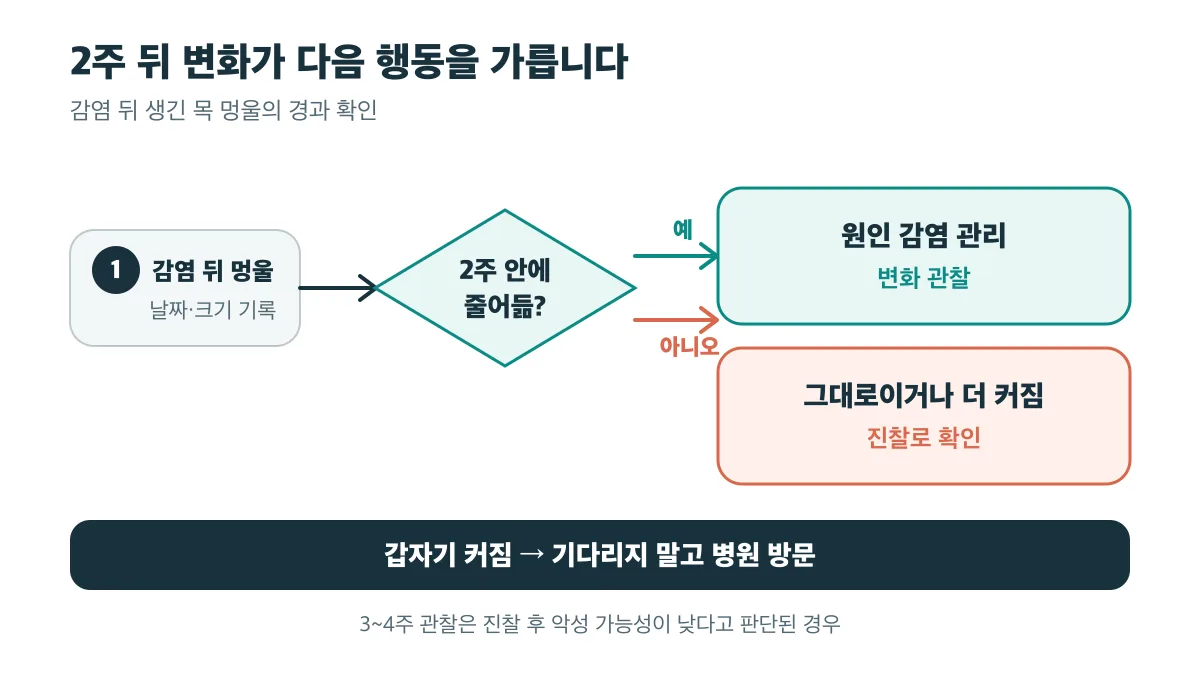 감염 뒤 목 멍울의 2주 경과에 따른 관찰과 진찰 분기