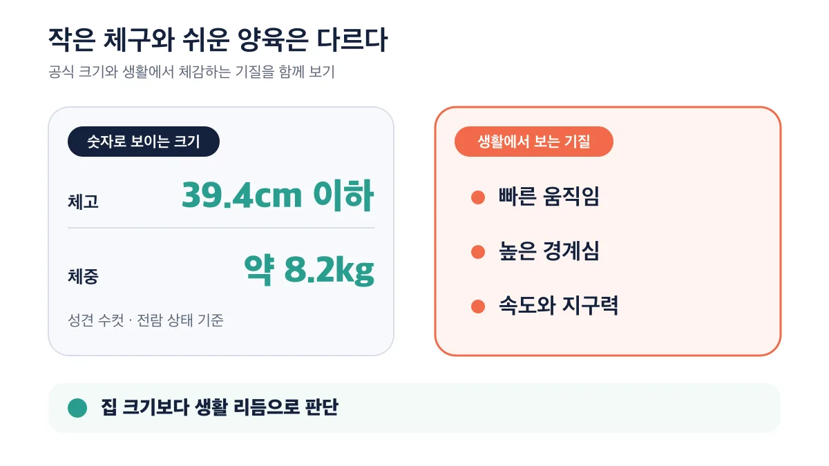 작은 체구와 빠른 기질을 함께 비교한 입양 판단 기준